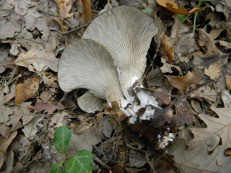 Funghi da confermare.